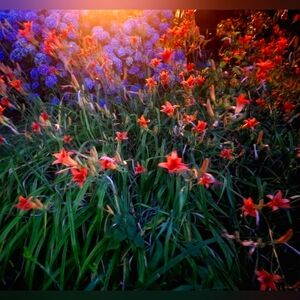 Mature lilly bulbis (4)